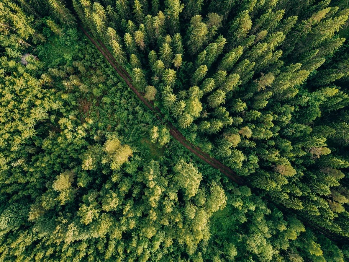 Aerial view of dense green forest with a narrow path.